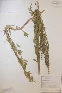 Herbarium Sheet of 